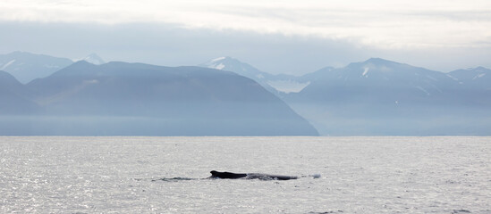 Fototapeta na wymiar Humpback whale on Iceland