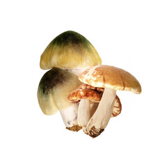 Two white-green mushrooms isolated on white background