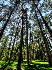 trees in the woods