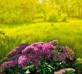 Obraz premium Natural sunny autumn floral background with bush of pink Inflorescences of succulent Sedum flowers close-up, lat. (Hylotelephium spectabile) - beautiful decorative plant for garden landscape design 