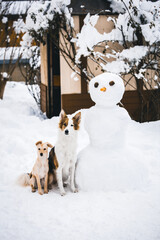 Mixed breed dog and a puppy beside a snowman figure in the garden