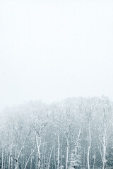 Snow and frosting winter season background with deciduous trees and snowflakes