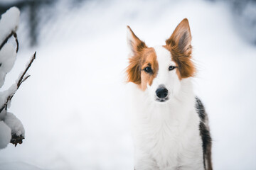 Beautiful mixed breed dog standing in the snow