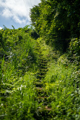 富山県富山市の猿倉山、御前山、小佐波御前山を登山する風景 Scenery of climbing Sarukura Mountain, Gozen Mountain, and Ozanami Gozen Mountain in Toyama City, Toyama Prefecture. 