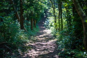 富山県富山市の猿倉山、御前山、小佐波御前山を登山する風景 Scenery of climbing Sarukura Mountain, Gozen Mountain, and Ozanami Gozen Mountain in Toyama City, Toyama Prefecture. 