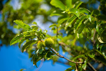 富山県富山市の猿倉山、御前山、小佐波御前山を登山する風景 Scenery of climbing Sarukura Mountain, Gozen Mountain, and Ozanami Gozen Mountain in Toyama City, Toyama Prefecture. 