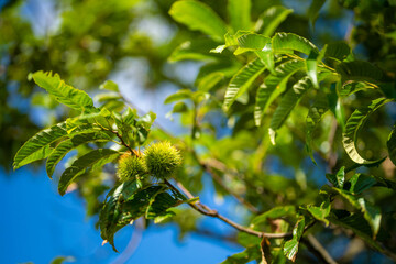 富山県富山市の猿倉山、御前山、小佐波御前山を登山する風景 Scenery of climbing Sarukura Mountain, Gozen Mountain, and Ozanami Gozen Mountain in Toyama City, Toyama Prefecture. 