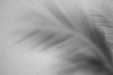 Naklejka premium Shadow Leaves Palm on Gray Cement blur background. silhouette coconut leaf with construction texture surface rough floor. for tropical tourist travel summer holiday vacation backdrop concept.