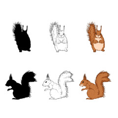 Vector Set of Squirrel Illustrations. Front and Side View Postraits.