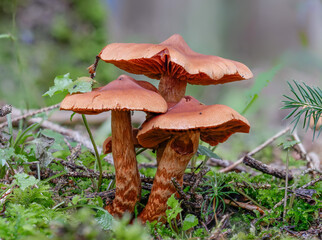 Eine Gruppe tödlich giftiger Pilz Spitzbuckeliger Rauhköpfe (Cortinarus Rubellus)