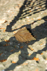 Old birch leaf on the ground. The leaf lies in a graphic drawing of the shadow on the path. Autumn fallen leaves.