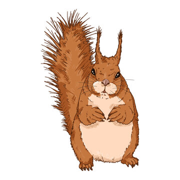 Vector Cartoon Squirrel Isolated Illustration