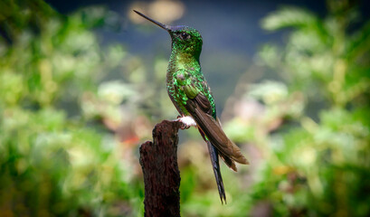 COLIBRì