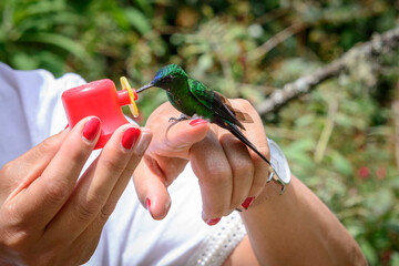 COLIBRì