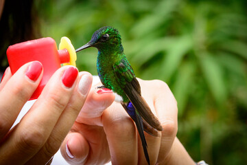 COLIBRì