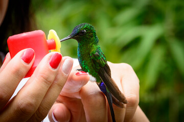 COLIBRì