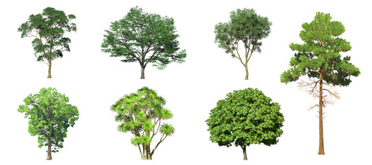 Collection Beautiful 3D Trees Isolated on white background , Use for visualization in architectural design