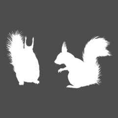 Vector White Squirrel Silhouette Illustrations