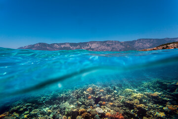 Underwater coral reef on the red sea