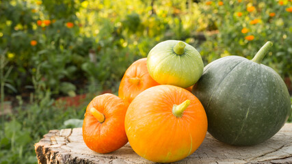Heap of different pumpkins on a natural background