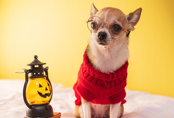 Little dog in clothes and glasses posing for Halloween. Smooth purebred chihuahua in clothes on a yellow background