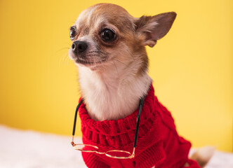 Small dog with glasses and a red sweater on a yellow background. Smooth-haired purebred Chihuahua in clothes posing.