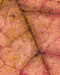 texture of a fall leaf
