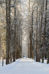 Winter park with coniferous and spruce tall trees and a hiking trail between them