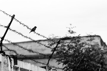 A sparrows sits on a barbed wire against the cloudy sky.