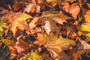 some fallen autumn leaves from above