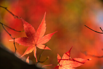 Close-up of maple leaves and branches in autumn. 秋のもみじの葉と枝のクローズアップ