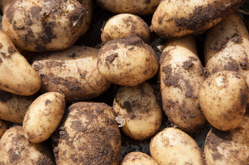 Organics potatoes