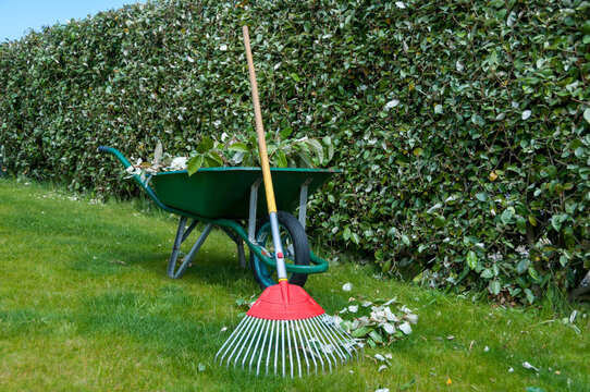 Trimming an Eleagnus hedge in a garden