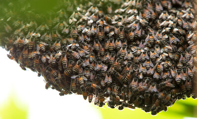close up of bee on honeycomb
