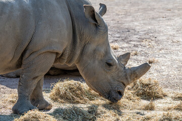 Rhino in an animal park