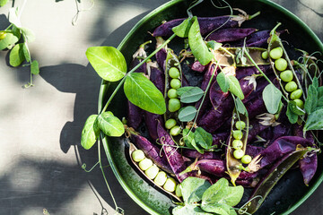 Purple pea pods with leaves.