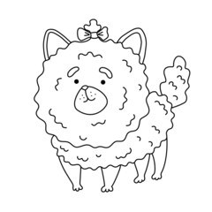 Fluffy shaggy dog ​​breed pomeranian coloring page. Isolated vector illustration for coloring book, print, game, party, kids design.