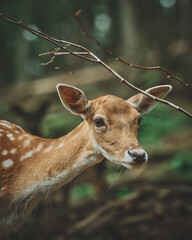 Mouflon and Deers in their typical environment. High quality photo