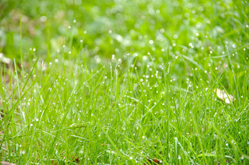 朝露に濡れた草のクローズアップ。