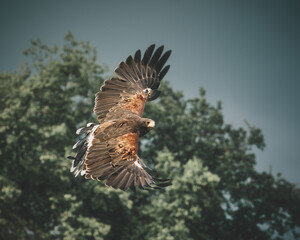 Red Kite Milan Eagle activity in Germany. High quality photo