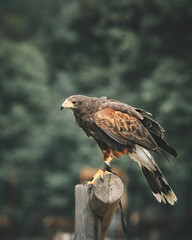 Red Kite Milan Eagle activity in Germany. High quality photo