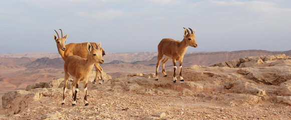 Ibex on the edge of the Machtesh Ramon in Mitzpe Ramon, Israel, Negev desert