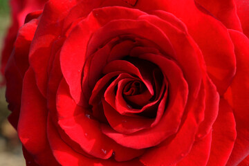 Close up of a Rose flower