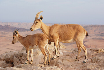 Ibex on the edge of the Machtesh Ramon in Mitzpe Ramon, Israel, Negev desert