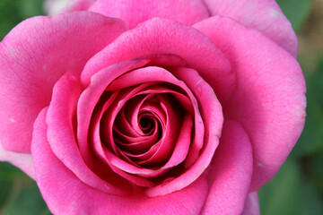 Close up of a Rose flower