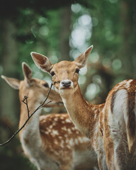 Mouflon and Deers in their typical environment. High quality photo