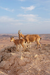 Ibex on the edge of the Machtesh Ramon in Mitzpe Ramon, Israel, Negev desert