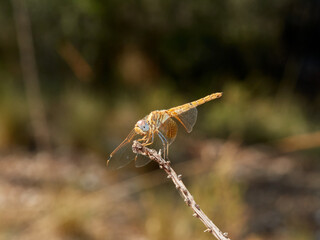 Red and yellow dragonfly. Trithemis kirbyi