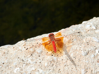 Red and yellow dragonfly. Trithemis kirbyi