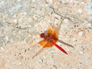 Red and yellow dragonfly. Trithemis kirbyi